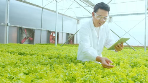 Scientist working in hydroponic greenhouse farm