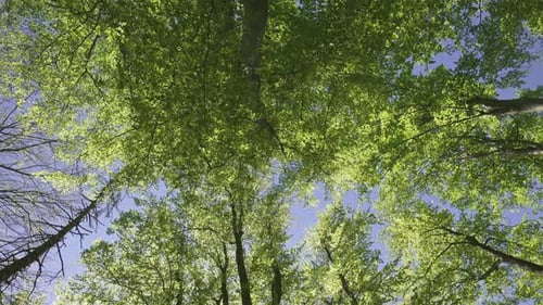 Vue panoramique de la forêt verte dans la nature printanière
