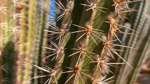 Sharp Cactus Spikes Growing Upward
