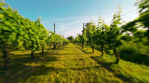 Green Vineyard Landscape Arial View