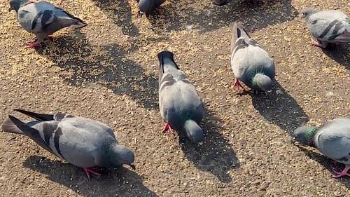 Pigeons Eating Seeds on Pavement in Outdoor Urban Setting