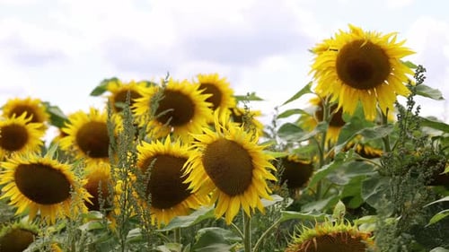 Field of Sunflowers in Summer