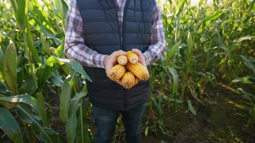 Farmer Holding Harvested Corn in Field, Bright Sunny Day