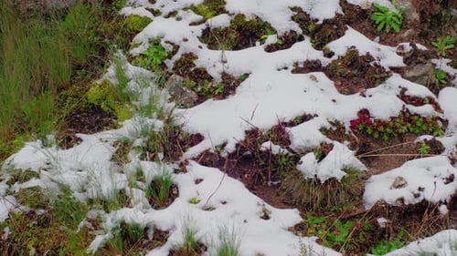 Snow Covering Moss and Grass in a Winter Landscape