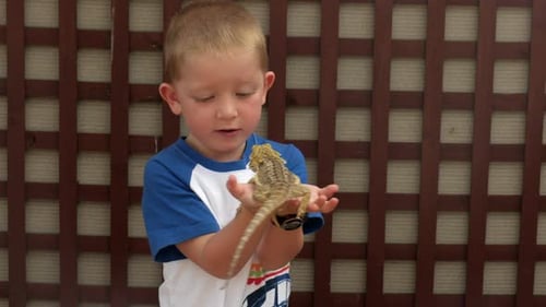 Garoto segurando apreensivamente um lagarto dragão barbudo.