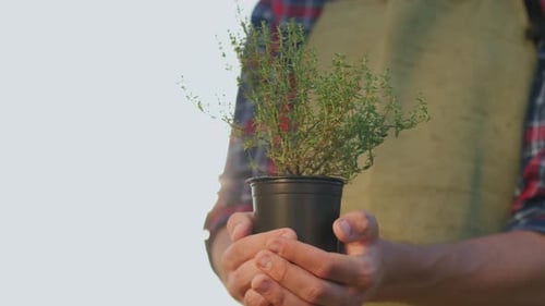 Les mains du fermier tiennent un pot de thym