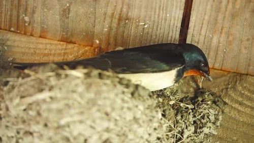 Barn swallow building nest below roof rafters with mud and straw,
