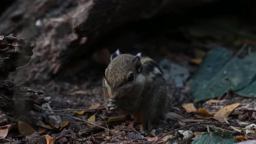 Small Rodent Eating in a Wooded Area
