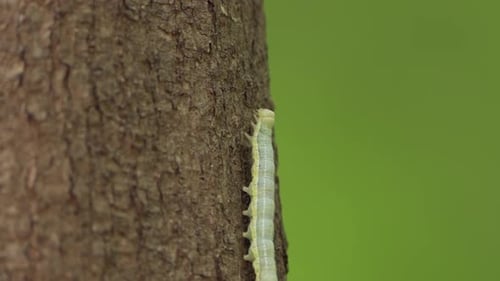 Green Caterpillar Climbing On The Tree In The Park. - close up shot