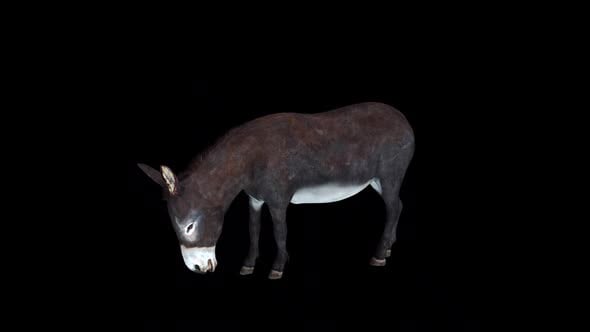 El burro come ocioso, Motion Graphics Incluyendo: animal y mamífero ...