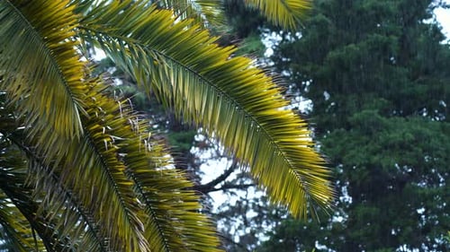 Tropical Palm Tree Against the Background of Falling Rain in the Forest