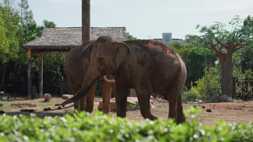 Elephants Enjoy Playfulness Adult Elephants Interact Joyfully Amidst Natural Surroundings Playful