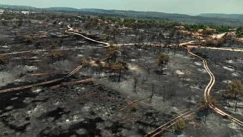 Aerial View of Forest Wildfire Burning Trees and Land with Thick Smoke Rising