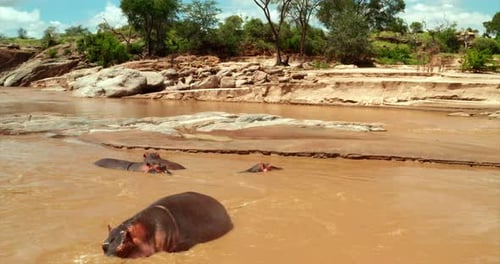 Aerial close up shot of hippos are swimming in a pond in the African savanna immersed in the wild