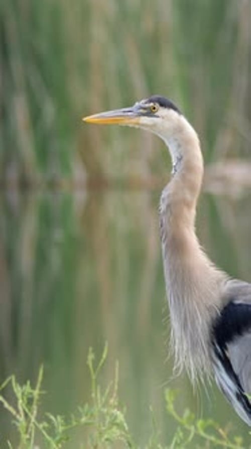 Close-up of Gray Heron near Water