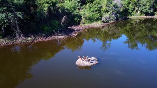 Entenherde auf dem See 1