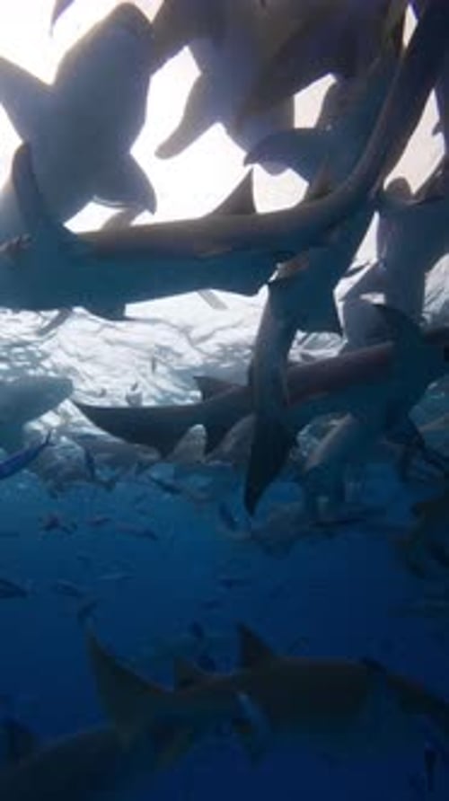Group of Nurse Sharks Underwater with Tropical Fishes in Deep Ocean Sharks in Tropical Sea in