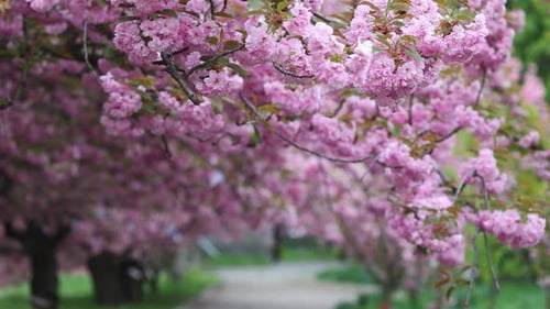 Sakura Cherry Tree Flowers On A Wind 3