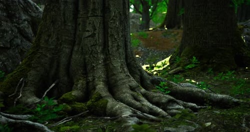 Majestic Forest with Ancient Tree Roots in a Tranquil Natural Setting