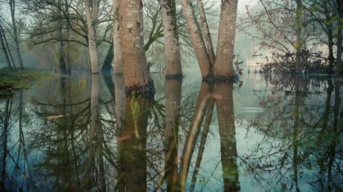 Trees in the water during a flood, front travelling above the water, Dordogne, France