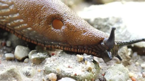 Nahaufnahme einer großen braunen Schnecke, die auf Felsen kriecht