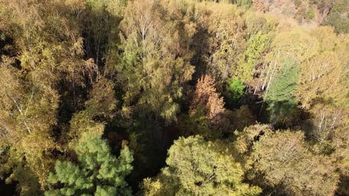Aerial View From a Drone of Autumn Forest at Dawn