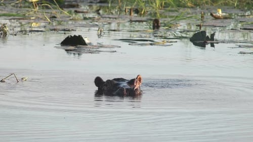 A hippo partially submerged in the river at Chobe National Park, Botswana, with only their eyes and