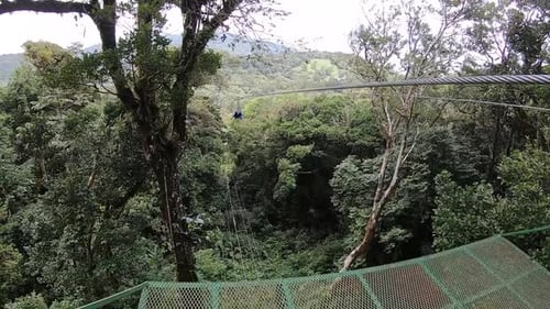Extreme canopy in the cloud forest of the Monte Verde region in Costa Rica