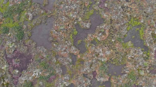 Top View Of Stagnant Water Surface Covered With Mossy Algae. Mire Wetland. aerial