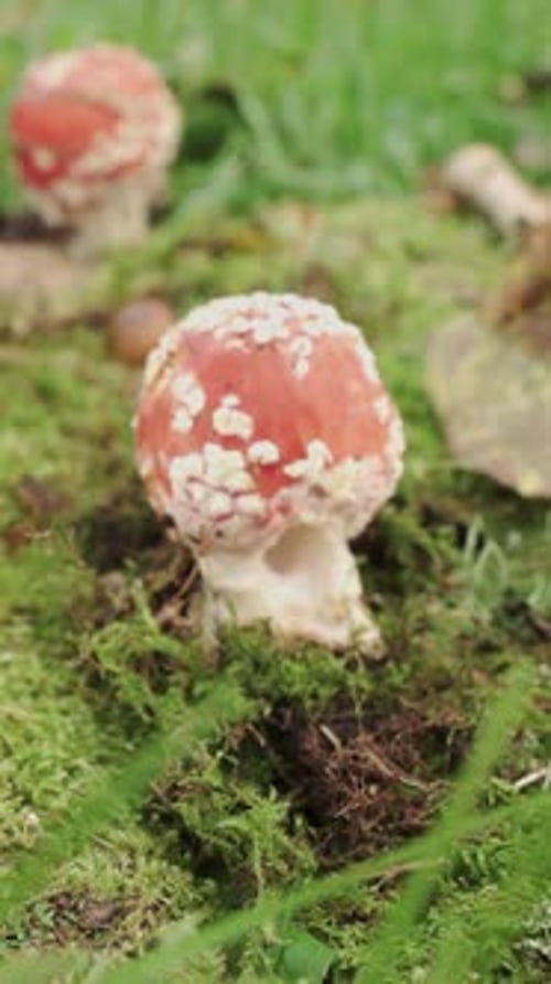 Amanita, a red fly agaric. Mushroom in the moss close-up. Forward movement Vertical video.