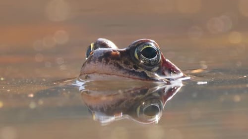 Brown frog (Rana temporaria) close-up in a pond.