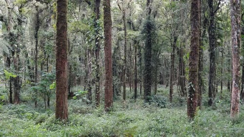 Déplacez-vous dans une forêt tropicale avec un grand arbre à l'avant et une coloration luxuriante qui peut être