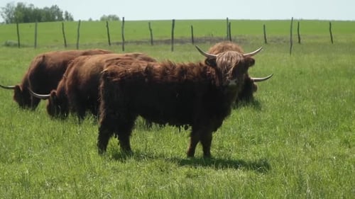 Highland cows with long hair and big horns cows and a bull graze in a meadow.