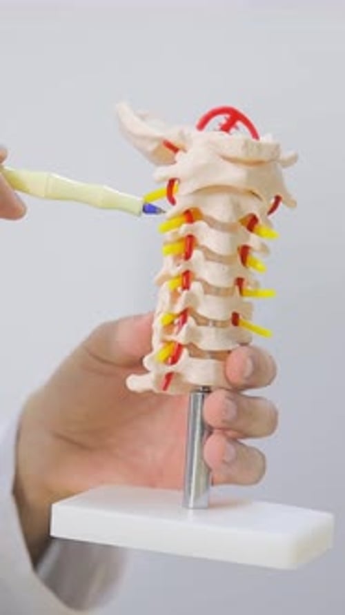 Vídeo vertical del modelo de la columna vertebral en las manos del médico