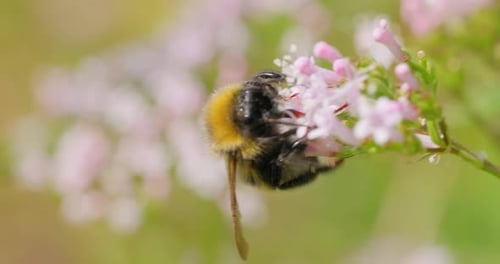 Bumblebee Pollinating Flowers Close Up