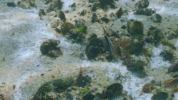 Sea mushrooms in form of mould (fungal mycelium, Marine mold) on sand ...