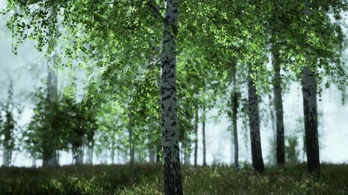 The Last Rays of the Sun Filter Through the Birch Forest