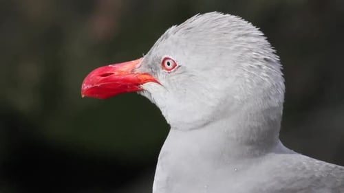 Tête de dauphin et de goéland