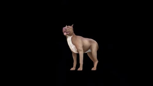 Animated 3D Pit Bull Dog Looking, Barking, and Lifting Paw