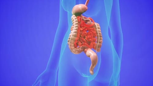 3D Human Digestive System Anatomy Animated Medical Background