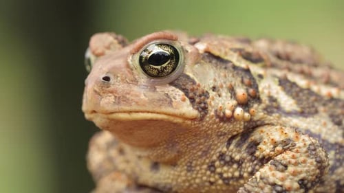 Close-up shot of an American Toad