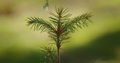 Closeup of a Young Pine Tree with Water Droplets on Its Needles in a German Forest During Arbor Day