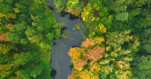 Top down view of river and forest in autumn.
