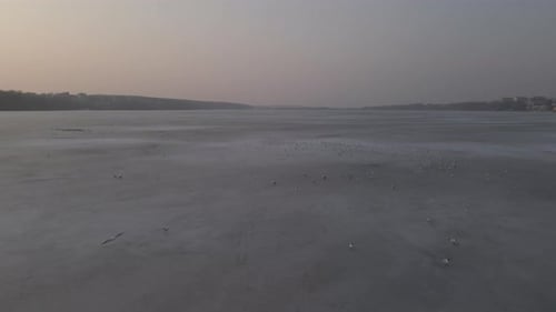Aerial View of City Pond and Seagulls on the Ice Drone is Flying Forwards Low Over Frozen Lake at