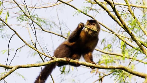 Un singe grignote et laisse tomber une branche sur un arbre