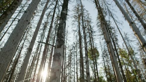 Dead dry damaged trunks in spruce forest hit by bark beetle in Czech countryside from bellow