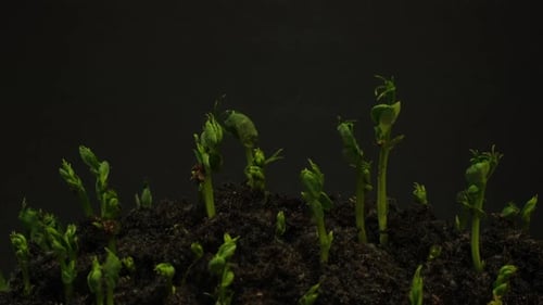 Time-Lapse Footage of Green Sprouts Emerging from Soil