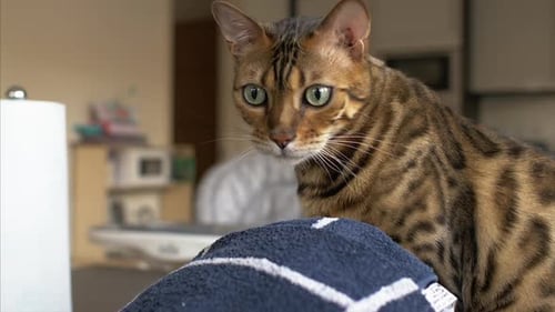 A cute Bengal cat sitting on a kitchen table. SUPER SLOW MOTION, CLOSE UP.