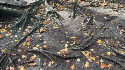 The Root System of an Old Tree on an Old Path in a Deep Forest