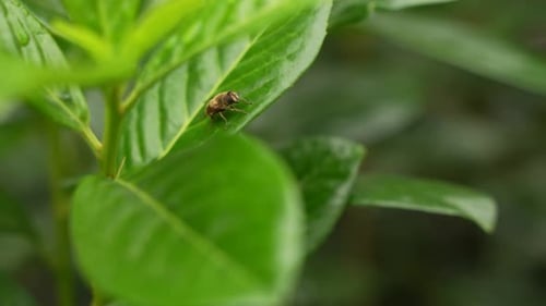 Insect Resting on Vibrant Green Leaf Close Up